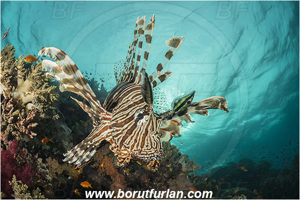 Wadi Lahami, Egypt, Red sea, Pterois miles, Pterois, Scorpaenidae, Devil Firefish, Common lionfish, Lionfish, Fish, Reef