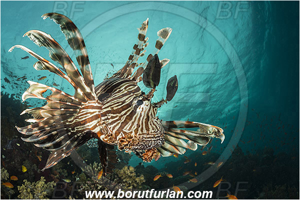 Wadi Lahami, Egypt, Red sea, Pterois miles, Pterois, Scorpaenidae, Devil Firefish, Common lionfish, Lionfish, Fish, Reef