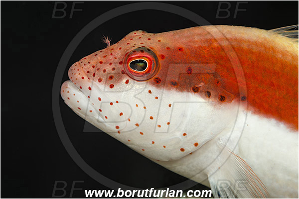 Marsa Shagra, Marsa Alam, Egypt, Red sea, Paracirrhites forsteri, Paracirrhites, Cirrhitidae, Blackside Hawkfish, Hawkfish, Fish, Portrait