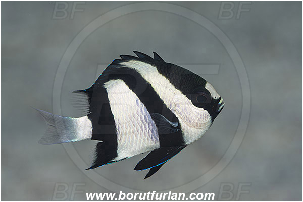 Marsa Shagra, Marsa Alam, Egypt, Red sea, Dascyllus aruanus, Dascyllus, Pomacentridae, Threebar Damselfish, Damselfish, Fish