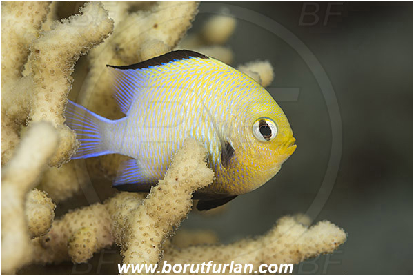 Marsa Shagra, Marsa Alam, Egypt, Red sea, Dascyllus marginatus, Dascyllus, Pomacentridae, Half Moon Damselfish, Damselfish, Fish