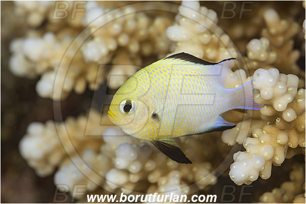 Marsa Shagra, Marsa Alam, Egypt, Red sea, Dascyllus marginatus, Dascyllus, Pomacentridae, Half Moon Damselfish, Damselfish, Fish