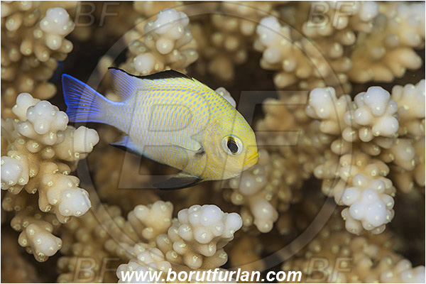 Marsa Shagra, Marsa Alam, Egypt, Red sea, Dascyllus marginatus, Dascyllus, Pomacentridae, Half Moon Damselfish, Damselfish, Fish
