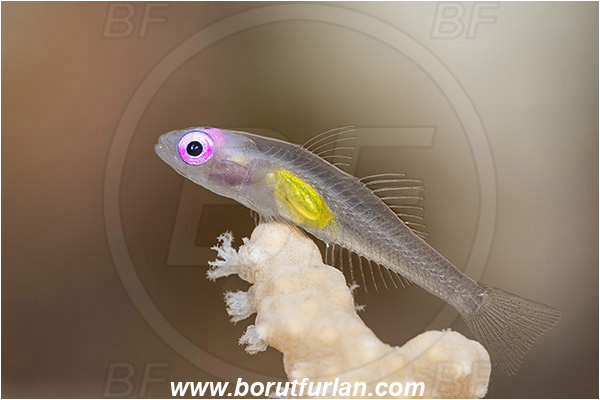 Marsa Shagra, Marsa Alam, Egypt, Bryaninops natans, Bryaninops, Gobiidae, Pinkeye Goby, Goby, Fish