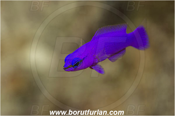 Marsa Shagra, Marsa Alam, Egypt, Red sea, Pseudochromis fridmani, Pseudochromis, Pseudochromidae, Orchid Dottyback, Dottyback, Fish