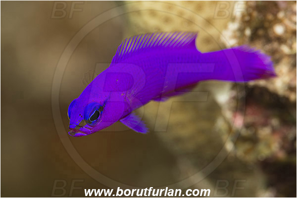 Marsa Shagra, Marsa Alam, Egypt, Red sea, Pseudochromis fridmani, Pseudochromis, Pseudochromidae, Orchid Dottyback, Dottyback, Fish