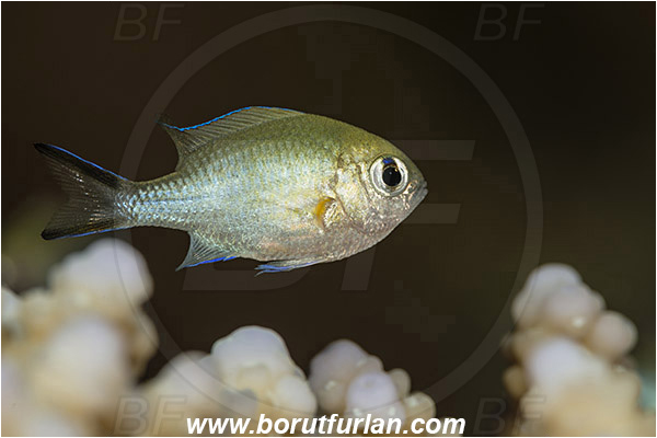 Marsa Shagra, Marsa Alam, Egypt, Red sea, Chromis flavaxilla, Chromis, Pomacentridae, Arabian chromis, Fish
