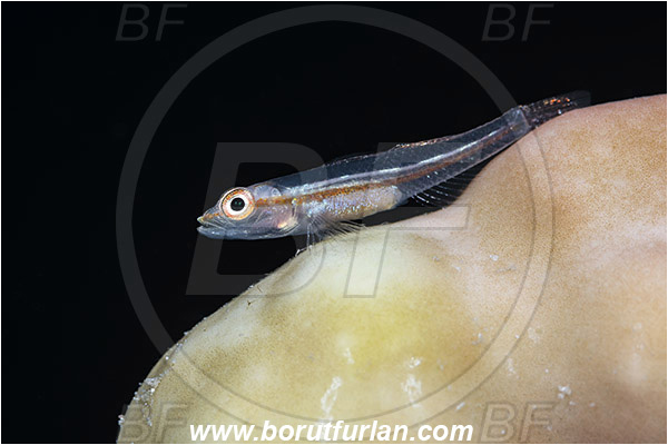 Marsa Shagra, Marsa Alam, Egypt, Pleurosicya micheli, Pleurosicy, Gobiidae, Michel