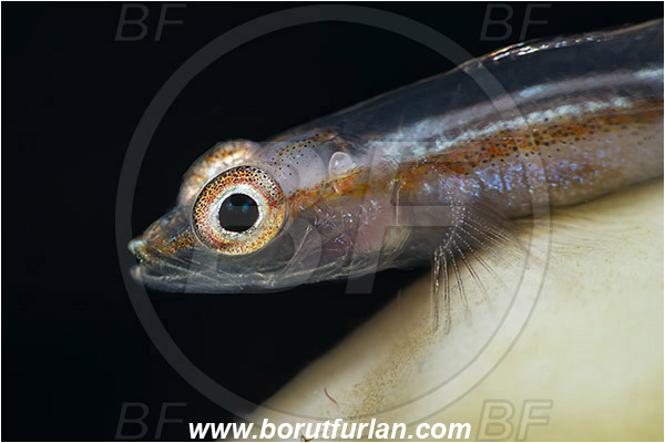 Marsa Shagra, Marsa Alam, Egypt, Pleurosicya micheli, Pleurosicy, Gobiidae, Michel