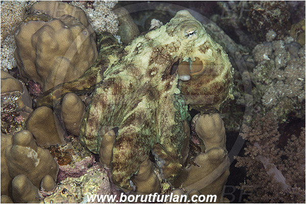 Marsa Shagra, Marsa Alam, Egypt, Red sea, Octopus cyanea, Octopus, Octopodidae, Cephalopoda, Mollusca, Mollusc, Big blue octopus, Reef octopus