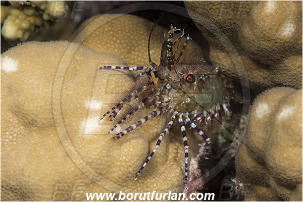 Marsa Shagra, Marsa Alam, Egypt, Red sea, Saron marmoratus, Saron, Hippolytidae, Marbled shrimp, Shrimp, Decapoda, Crustacea, Crustacean