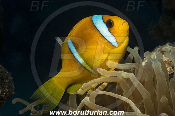 Marsa Shagra, Marsa Alam, Egypt, Red sea, Amphiprion bicinctus, Amphiprion, Pomacentridae, Red Sea Anemonefish, Anemonefish, Red sea Clownfish, Clownfish, Fish