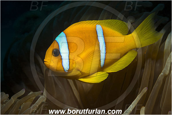 Marsa Shagra, Marsa Alam, Egypt, Red sea, Amphiprion bicinctus, Amphiprion, Pomacentridae, Red Sea Anemonefish, Anemonefish, Red sea Clownfish, Clownfish, Fish