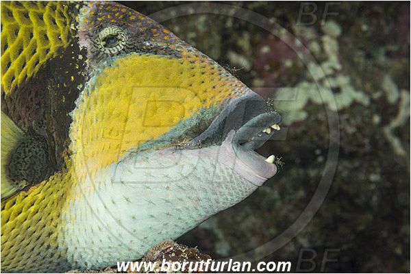 Marsa Shagra, Marsa Alam, Egypt, Red sea, Balistoides viridescens, Balistoides, Balistidae, Titan triggerfish, Triggerfish, Fish, Urocaridella antonbruunii, Urocaridella, Palaemonidae, Decapoda, Cleaner Shrimp, Shrimp, Crustacea, Crustacean, Cleaning