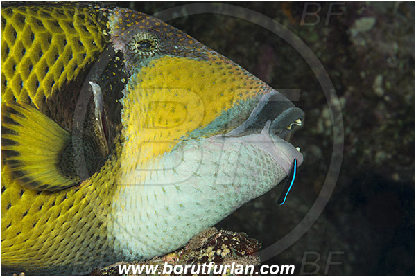 Marsa Shagra, Marsa Alam, Egypt, Red sea, Balistoides viridescens, Balistoides, Balistidae, Titan triggerfish, Triggerfish, Fish, Labroides dimidiatus, Labroides, Labridae, Cleaner Wrasse, Wrasse, Cleaning