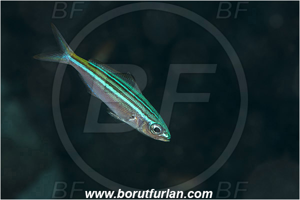 Marsa Shagra, Marsa Alam, Egypt, Red sea, Caesio striata, Caesio, Caesionidae, Striated fusilier, Fusilier, Fish