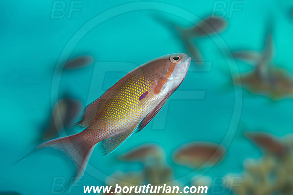 Marsa Shagra, Marsa Alam, Egypt, Red sea, Pseudanthias squamipinnis, Pseudanthias, Serranidae, Lyretail Anthias, Sea goldie, Anthias, Fish, Male