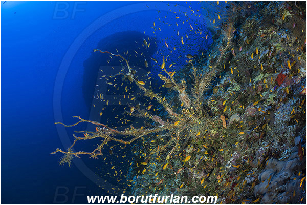 Elphinstone reef, Marsa Alam, Egypt, Red sea, Reef, Dead sea fan, Fish school
