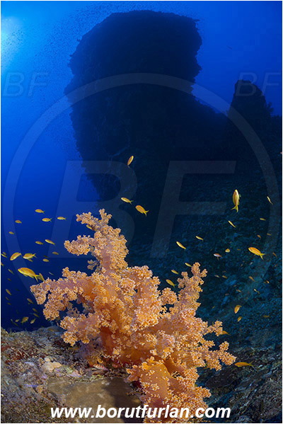 Elphinstone reef, Marsa Alam, Egypt, Red sea, Dendronephthya klunzingeri, Dendronephthya, Nephtheidae, Soft coral, Coral, Anthozoa, Cnidaria, Cnidarian, Reef
