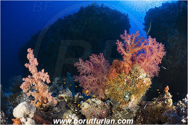 Elphinstone reef, Marsa Alam, Egypt, Red sea, Dendronephthya hemprichi, Dendronephthya, Nephtheidae, Soft coral, Coral, Anthozoa, Cnidaria, Cnidarian, Reef