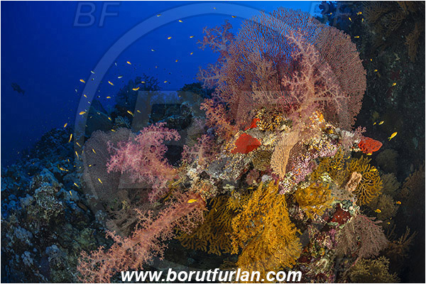 Elphinstone reef, Marsa Alam, Egypt, Red sea, Bebryce sulfurea, Bebryce sp., Plexauridae, Melithaea biserialis, Melithaea, Melithaeidae, Sea fan, Coral, Anthozoa, Cnidaria, Cnidarian, Reef