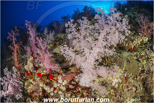 Elphinstone reef, Marsa Alam, Egypt, Red sea, Dendronephthya hemprichi, Dendronephthya, Nephtheidae, Soft coral, Coral, Anthozoa, Cnidaria, Cnidarian, Reef