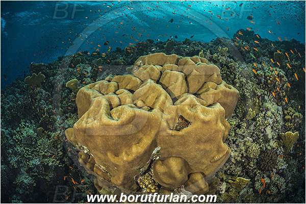 Elphinstone reef, Marsa Alam, Egypt, Red sea, Platygyra sp., Platygyra, Meandrinidae, Brain coral, Coral, Hard coral, Cnidaria, Cnidarian, Reef