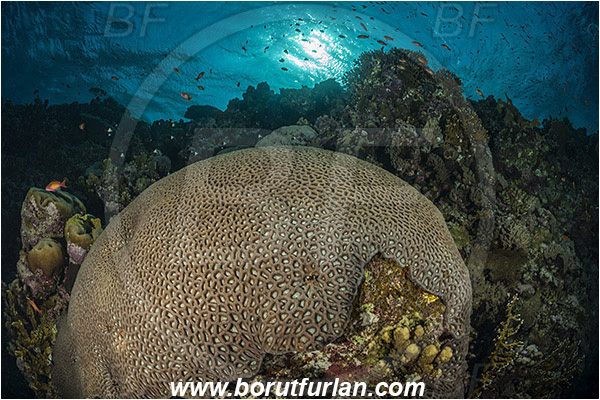 Elphinstone reef, Marsa Alam, Egypt, Red sea, Dipsastraea lacuna, Dipsastraea, Merulinidae, Coral, Anthozoa, Cnidaria, Cnidarian, Reef