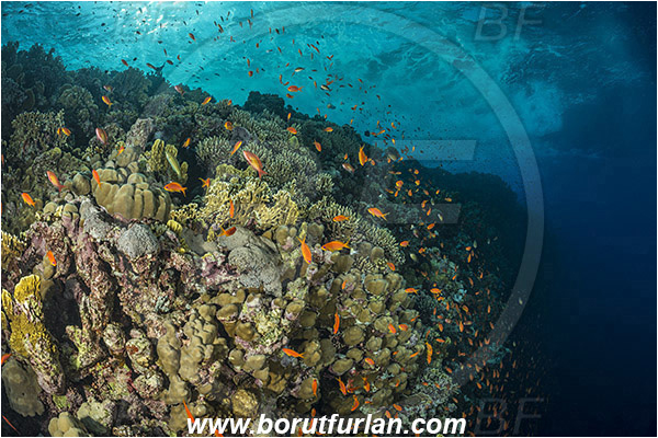 Elphinstone reef, Marsa Alam, Egypt, Red sea, Cnidaria, Cnidarian, Coral, Pseudanthias squamipinnis, Pseudanthias, Serranidae, Lyretail Anthias, Sea goldie, Anthias, Fish, Fish school, Reef, Waves
