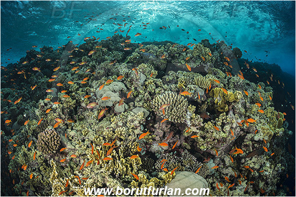 Elphinstone reef, Marsa Alam, Egypt, Red sea, Cnidaria, Cnidarian, Coral, Pseudanthias squamipinnis, Pseudanthias, Serranidae, Lyretail Anthias, Sea goldie, Anthias, Fish, Fish school, Reef, Waves