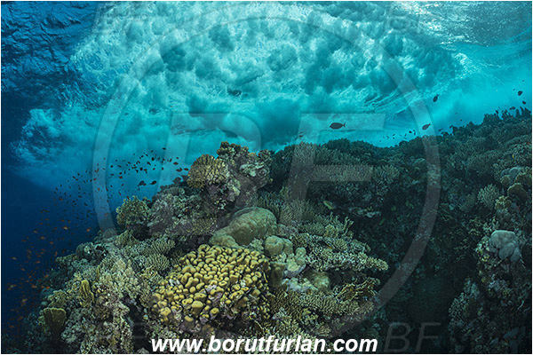 Elphinstone reef, Marsa Alam, Egypt, Red sea, Reef, Cnidaria, Cnidarian, Coral, Waves