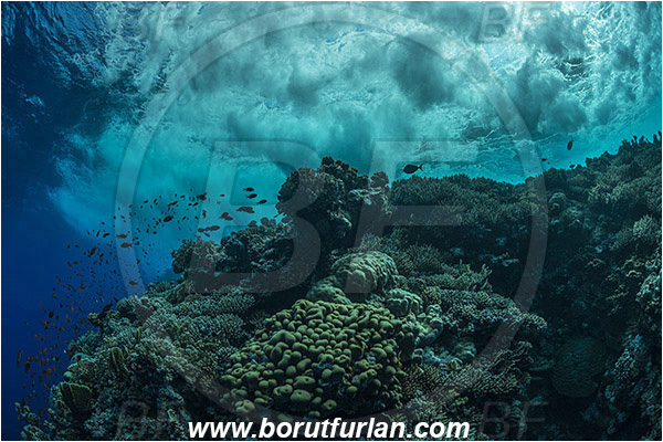 Elphinstone reef, Marsa Alam, Egypt, Red sea, Reef, Cnidaria, Cnidarian, Coral, Waves, Fish school