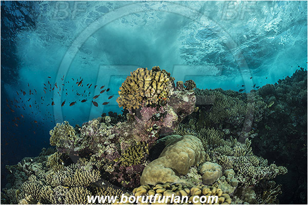 Elphinstone reef, Marsa Alam, Egypt, Red sea, Reef, Cnidaria, Cnidarian, Coral, Waves