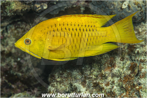 Marsa Shagra, Marsa Alam, Egypt, Red sea, Epibulus insidiator, Epibulus, Labridae, Sling-jaw Wrasse, Wrasse, Fish, Female