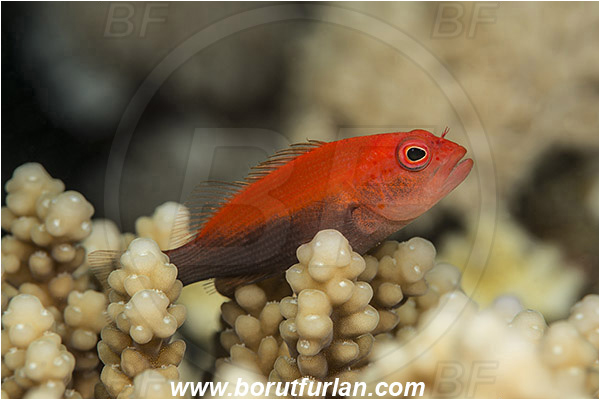 Marsa Shagra, Marsa Alam, Egypt, Red sea, Paracirrhites forsteri, Paracirrhites, Cirrhitidae, Blackside Hawkfish, Hawkfish, Fish, Red variant