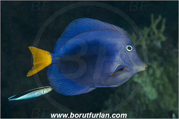 Marsa Shagra, Marsa Alam, Egypt, Red sea, Zebrasoma xanthurum, Zebrasoma, Acanthuridae, Yellowtail Tang, Surgeonfish, Fish, Labroides dimidiatus, Labroides, Labridae, Cleaner Wrasse, Wrasse, Cleaning