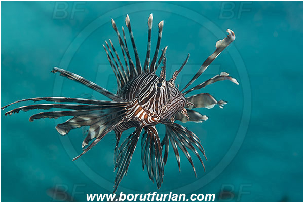 Marsa Shagra, Marsa Alam, Egypt, Red sea, Pterois miles, Pterois, Scorpaenidae, Devil Firefish, Common lionfish, Lionfish, Fish