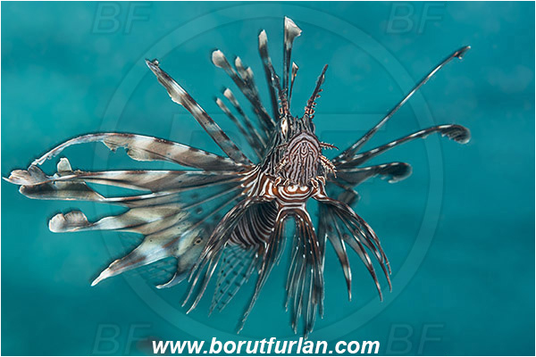 Marsa Shagra, Marsa Alam, Egypt, Red sea, Pterois miles, Pterois, Scorpaenidae, Devil Firefish, Common lionfish, Lionfish, Fish