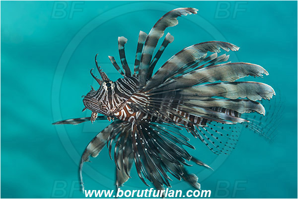 Marsa Shagra, Marsa Alam, Egypt, Red sea, Pterois miles, Pterois, Scorpaenidae, Devil Firefish, Common lionfish, Lionfish, Fish