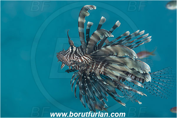 Marsa Shagra, Marsa Alam, Egypt, Red sea, Pterois miles, Pterois, Scorpaenidae, Devil Firefish, Common lionfish, Lionfish, Fish