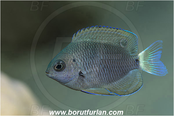 Marsa Shagra, Marsa Alam, Egypt, Red sea, Pomacentrus trichrourus, Pomacentrus, Pomacentridae, Paletail damsel, Damselfish, Fish, Juvenile