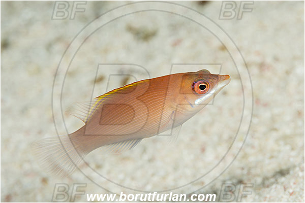 Marsa Shagra, Marsa Alam, Egypt, Red sea, Pseudocheilinus evanidus, Pseudocheilinus, Labridae, Striated Wrasse, Wrasse, Fish