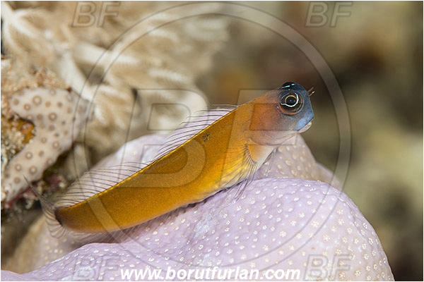 Marsa Shagra, Marsa Alam, Egypt, Red sea, Ecsenius aroni, Ecsenius, Blenniidae, Aron