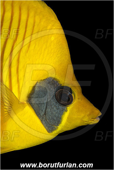 Marsa Shagra, Marsa Alam, Egypt, Red sea, Chaetodon semilarvatus, Chaetodon, Chaetodontidae, Masked Butterflyfish, Butterflyfish, Fish, Portrait