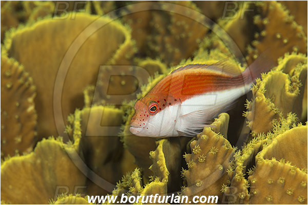 Marsa Shagra, Marsa Alam, Egypt, Red sea, Paracirrhites forsteri, Paracirrhites, Cirrhitidae, Blackside Hawkfish, Hawkfish, Fish