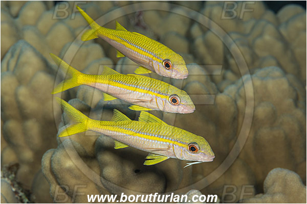 Marsa Shagra, Marsa Alam, Egypt, Red sea, Mulloidichthys vanicolensis, Mulloidichthys, Mullidae, Yellowfin Goatfish, Goatfish, Fish