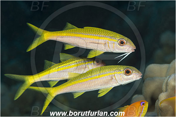Marsa Shagra, Marsa Alam, Egypt, Red sea, Mulloidichthys vanicolensis, Mulloidichthys, Mullidae, Yellowfin Goatfish, Goatfish, Fish