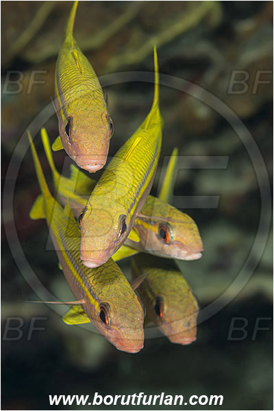 Marsa Shagra, Marsa Alam, Egypt, Red sea, Mulloidichthys vanicolensis, Mulloidichthys, Mullidae, Yellowfin Goatfish, Goatfish, Fish, Fish school
