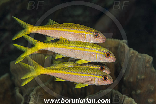 Marsa Shagra, Marsa Alam, Egypt, Red sea, Mulloidichthys vanicolensis, Mulloidichthys, Mullidae, Yellowfin Goatfish, Goatfish, Fish, Fish school