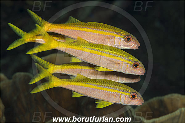 Marsa Shagra, Marsa Alam, Egypt, Red sea, Mulloidichthys vanicolensis, Mulloidichthys, Mullidae, Yellowfin Goatfish, Goatfish, Fish, Fish school